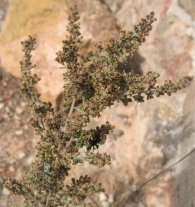 Artemisia herba-alba, Asso, Artemisa blanca. Ontina. 2