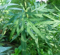 Artemisia verlotiorum Lamotte., Ajenjo silvestre, Sanalotodo. Pronto alivio.