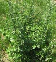 Artemisia vulgaris L., Artemisa, Zizare-belarra 2