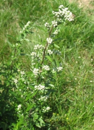 Artemisia vulgaris L., Artemisa, Zizare-belarra 3