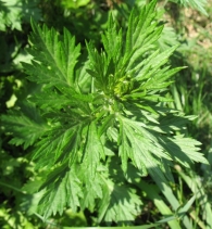 Artemisia vulgaris L., Artemisa, Zizare-belarra 6