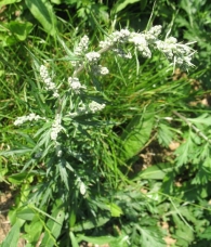 Artemisia vulgaris L., Artemisa, Zizare-belarra 8
