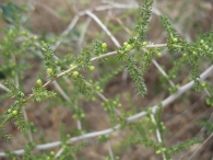 Asparagus acutifolius L., Esp�rragos o trigueros, Esparraguera silvestre 7