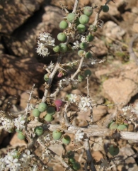 Asparagus albus L.. Esparraguera blanca. Esparraguera de piedra. Esp�rrago amarguero 6