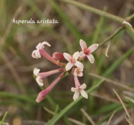 Asperula aristata L. fil. subsp. scabra