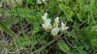 Astragalus depressus 2
