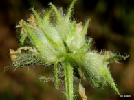 Astragalus echinatus 4