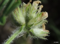 Astragalus echinatus 5