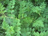 Astragalus glycyphyllos L., Regaliz borde, Orozuz Falso, Astr�galo.