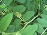 Astragalus glycyphyllos L., Regaliz borde, Orozuz Falso, Astr�galo 7