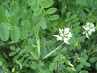 Astragalus hamosus L. 3