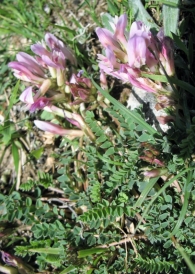 Astragalus monspessulanus L., Astrágalo. 2