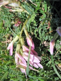 Astragalus monspessulanus L., Astr�galo.