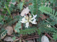 Astragalus monspessulanus L., Astrágalo 2