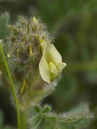Astragalus turolensis 3