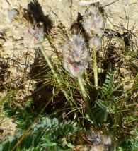 Astragalus turolensis Pau. 5
