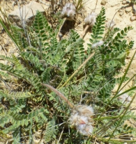 Astragalus turolensis Pau. 4