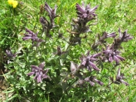 Bartsia alpina L.