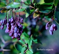 Berberis vulgaris L. ( agracejo común) 4