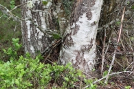 Betula pubescens ABEDUL URKIA 3