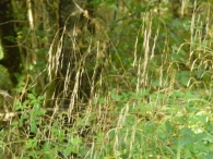 Bromus ramosus