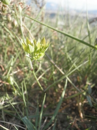 Bupleurum baldense 2