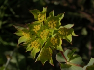 Bupleurum rotundifolium 4
