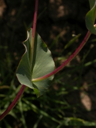Bupleurum rotundifolium