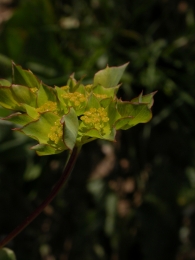 Bupleurum rotundifolium 2