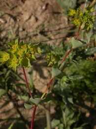 Bupleurum rotundifolium 3