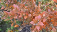 Buxus sempervirens L. Boj. Con los colores otoñales. 2