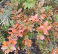 Buxus sempervirens L. Boj. Con los colores otoñales.