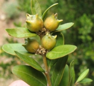 Buxus sempervirens L., Boj, Ezpela