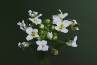 Calepina irregularis 3