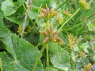 Caltha palustris L., Hierba centella, Verruguera 2