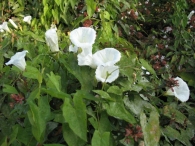 Calystegia sepium (L.) R. Br., Convolvulus sepium L., Correhuela mayor, Campanilla blanca 3