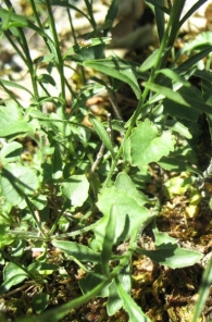 Campanula rotundifolia L., Campanilla de hojas BASALES redondas 3