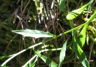 Campanula rotundifolia L., Campanilla de hojas BASALES redondas 5