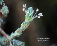 Camphorosma monspeliaca L. 2