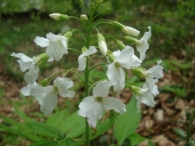 Cardamine heptaphylla