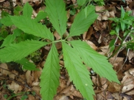 Cardamine heptaphylla 2