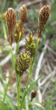 Carex brevicollis DC.