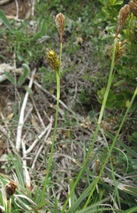 Carex brevicollis DC. 2