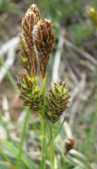 Carex brevicollis DC. 3