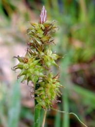 Carex demissa 3