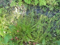 Carex divulsa
