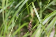Carex frigida 2