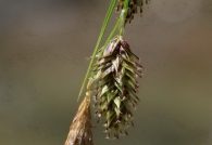Carex frigida 3