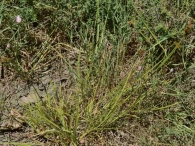 Carex leporina 2