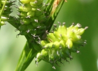 Carex pallescens 2